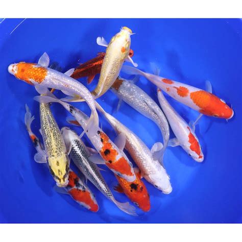 Standard Koi Blue Ridge Koi Goldfish