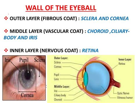 Anatomy of eye ppt