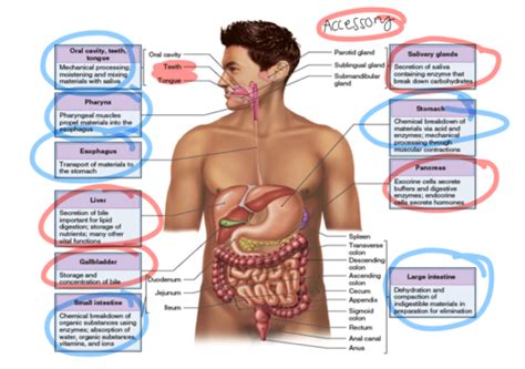 Week Gi Hepatic Pancreatic Biliary Systems Flashcards Quizlet