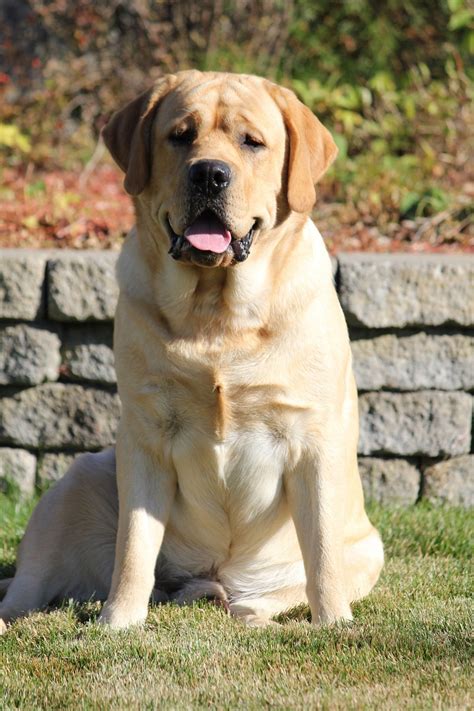 Can Labrador Retrievers Be Guard Dogs