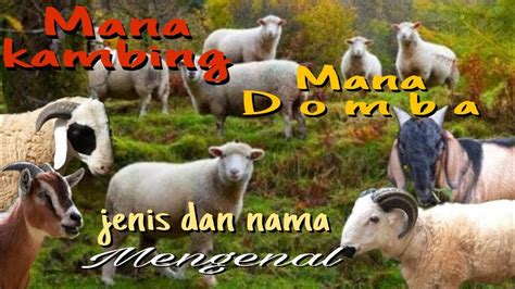 Perbedaan Kambing Dan Domba Youtube