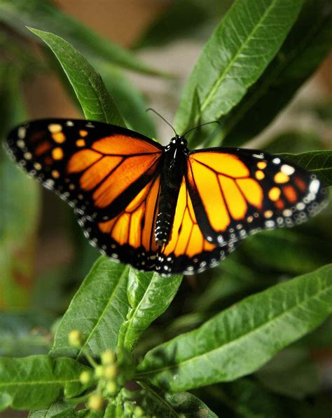 Migratory Monarch Butterflies Listed As Endangered Species