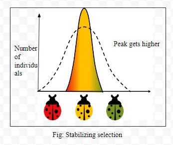 Which Type Of Selection Explains Industrial Melanism Observed In Moth