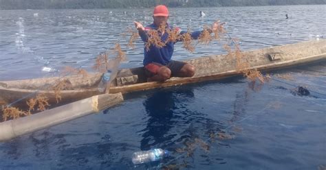 Ini Cara Kkp Tingkatkan Produktivitas Budidaya Rumput Laut