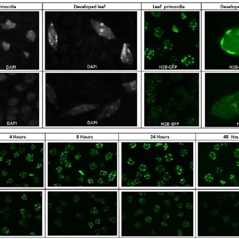 AHL15 Overexpression Induces Rapid Heterochromatin Decondensation A