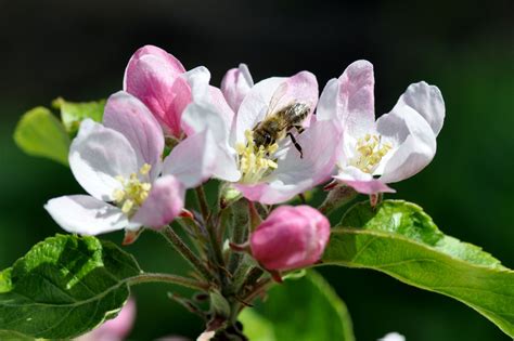 Das Ist Im Mai Zu Tun Gartenberatung Im Verband Wohneigentum E V