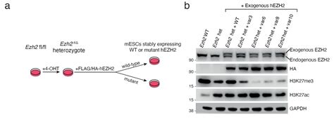 Adrian Bracken on Twitter: "1/11 Our Preprint out today looking at EZH2 mutations in human ...