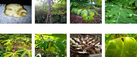 Github Shahzad3630cassava Leaf Disease Classification Classifying