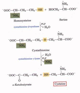 Pdf Biosynthesis Of Cysteine From Homocysteine And Serine