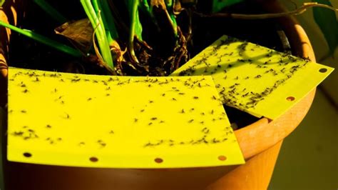 Houseplant Pest Control A Comprehensive Guide