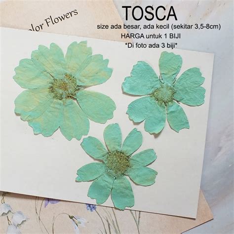 Jual Bunga Kering Cosmos Bunga Gesang Warna Warni Dried Pressed Flower