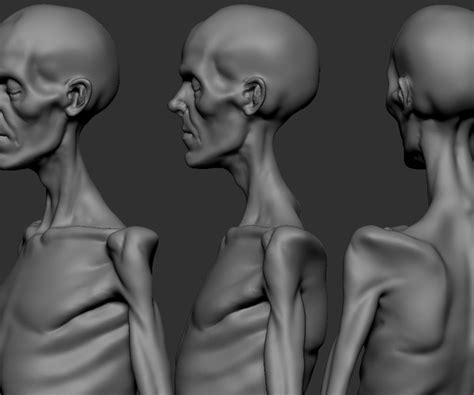 Artstation Anatomy Of A Thin Male Body Ztl Resources