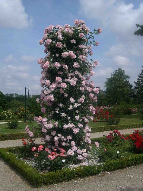 23 Bagatelle Rose Garden - Paris ideas | rose garden, garden, rose