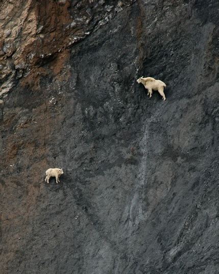 Stunning Goats On A Cliff