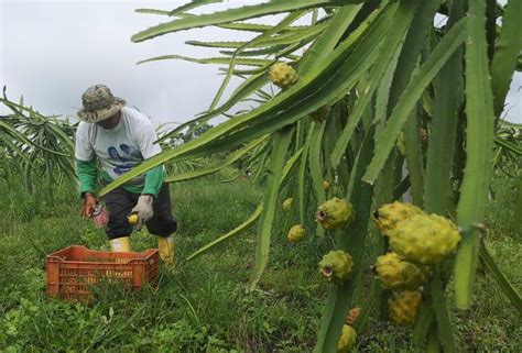 Ecuador Fortalecer El Sector Agr Cola Con Tecnolog A E Innovaci N