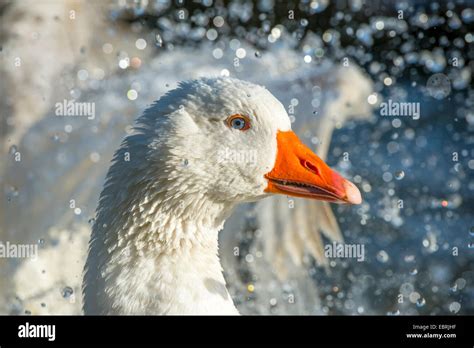 Pomeranian Goose Ruegener Goose Anser Anser F Domestica Bathing