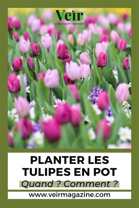 Comment planter des tulipes en pot Veìr Magazine