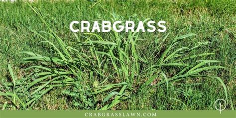 8 Common Weeds That Look Like Grass Identification And Control Crabgrasslawn