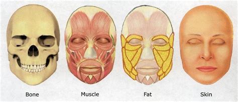 What Causes Face To Get Fat Clearance | smarys.org