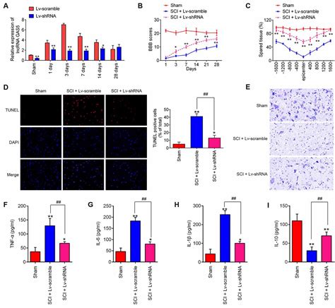 Frontiers Silencing Of Long Noncoding RNA Growth ArrestSpecific 5