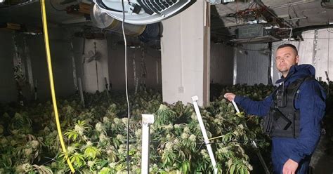 Huge £2m Cannabis Farm Found Near Strangeways Manchester Evening News