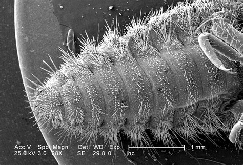 Free picture: low, magnification, ventral, abdominal, surface, larval ...