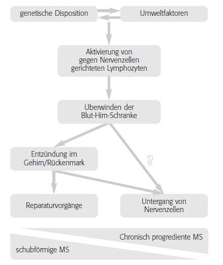 Entstehung Der Multiplen Sklerose