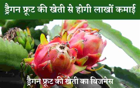 ड्रैगन फ्रूट की खेती का बिजनेस कैसे करे Dragon Fruit Farming Business