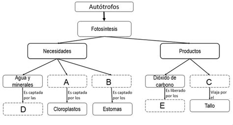 Mapa conceptual fotosíntesis | profe.social