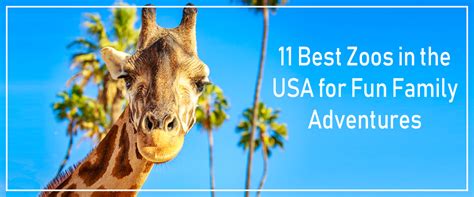 Top 11 Best Zoos in the USA for Fun Family Adventures