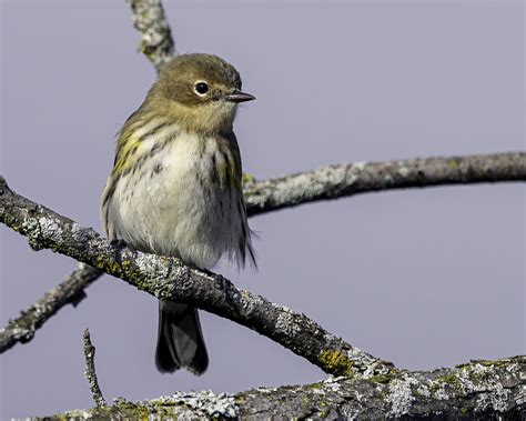 Paruline Croupion Jaune Yellow Rumped Warbler Plumage Flickr