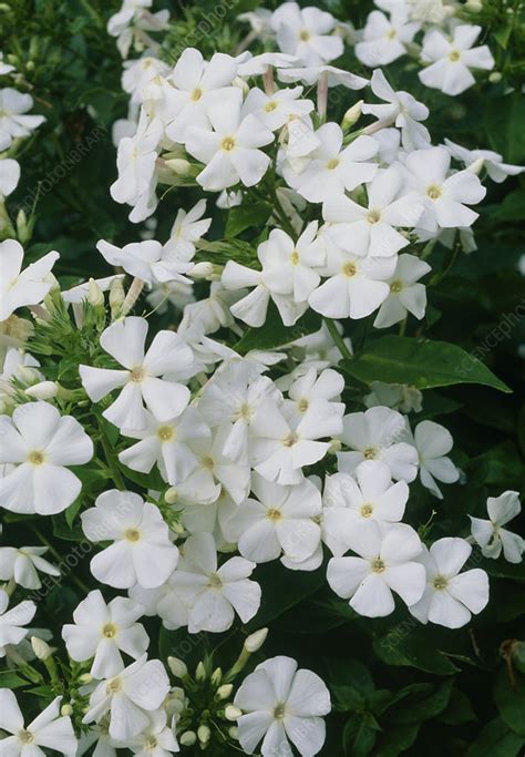 Phlox Paniculata White Admiral Stock Image B8302904 Science