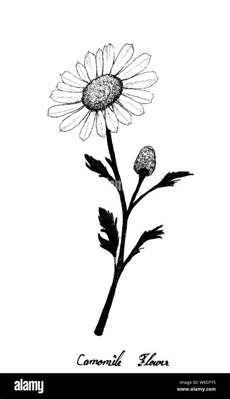 Herbal Flower And Plant Hand Drawn Illustration Of Chamomile Or