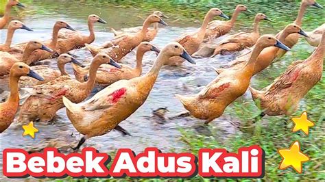 Lagu Bebek Adus Kali Mulang Babagan Bebek Berenang Wek Wek Duck