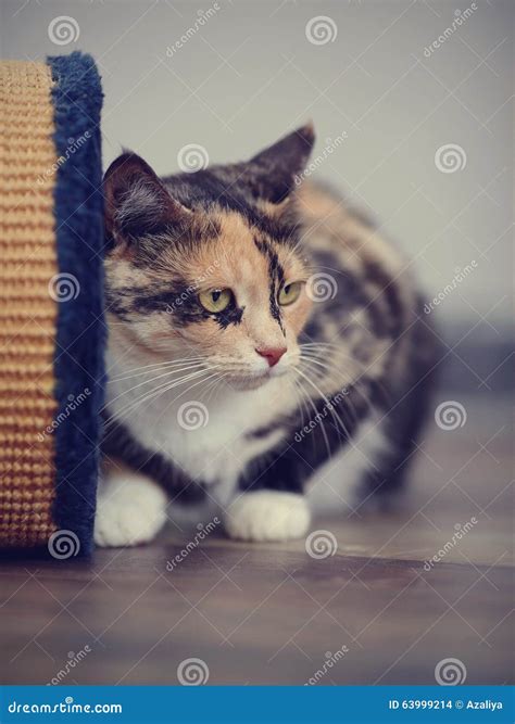 Domestic Beautiful Multi-colored Cat Stock Photo - Image of shorthair