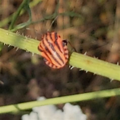 Photo Striped Shield Bug Graphosoma Italicum Observation Org