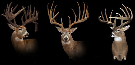 11 Monster Bucks That Are Shrouded in Mystery | Outdoor Life