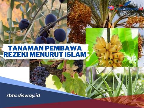 Banyak Manfaatnya Ini 5 Tanaman Pembawa Rezeki Menurut Islam