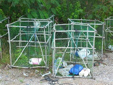 Rectangular Squid Traps In Thailand Bushguide 101