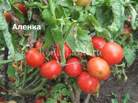 Томат Аленка — описание сорта, отзывы, урожайность - cvetochki-penza.ru