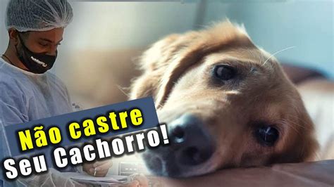 Castrei Meu Cachorro E Me Arrependi