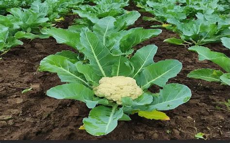 The Comprehensive Guide To Cauliflower Cultivation 2025