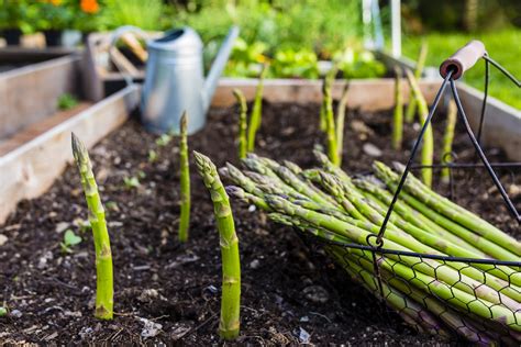 Spargel Selber Anbauen Pflegen Und Ernten