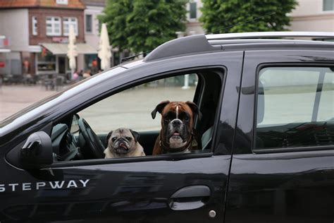 Cómo transportar una mascota en tu vehículo Motor Noticias