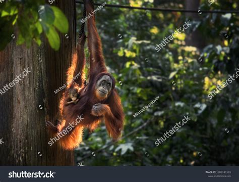 Orangutan Rainforest: Over 13.307 Royalty-Free Licensable Stock Photos ...