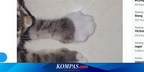 Kaki Kucing Bengkak Akibat Tersengat Tawon Ini Cara Penanganannya