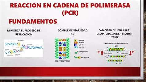 ReacciÓn De La Cadena Polimerasa Pcr Lab