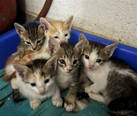 Kittens for adoption : r/bangalore