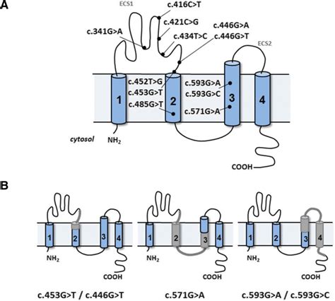 Diagrammatic Representations Of Claudin 16 A The Protein Contains Four