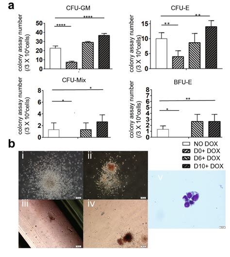 Hematopoietic Colony Forming Assays Co Cultured P18 Hescs Were Either Download Scientific